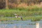 Grosser Brachvogel (Numenius arquata)