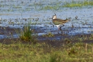 Kiebitz (Vanellus vanellus)