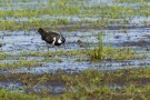 Kiebitz (Vanellus vanellus)