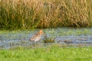 Uferschnepfe (Limosa limosa)