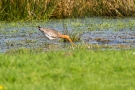 Uferschnepfe (Limosa limosa)