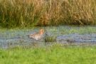 Uferschnepfe (Limosa limosa)