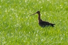 Uferschnepfe (Limosa limosa)