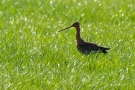 Uferschnepfe (Limosa limosa)