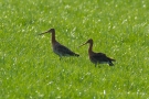 Uferschnepfen (Limosa limosa)