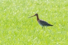 Uferschnepfe (Limosa limosa)