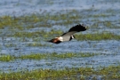 Kiebitz (Vanellus vanellus)