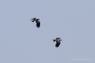 Kiebitze (Vanellus vanellus)
