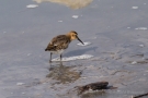 Alpenstrandläufer (Calidris alpina)