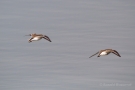 Alpenstrandläufer (Calidris alpina)