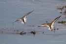 Alpenstrandläufer (Calidris alpina)