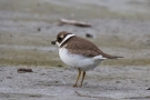 Sandregenpfeifer (Charadrius hiaticula)