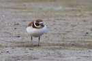 Sandregenpfeifer (Charadrius hiaticula)