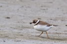 Sandregenpfeifer (Charadrius hiaticula)