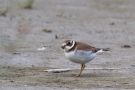 Sandregenpfeifer (Charadrius hiaticula)