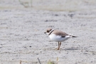 Sandregenpfeifer (Charadrius hiaticula)