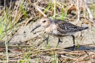 Alpenstrandläufer (Calidris alpina)