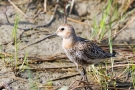 Alpenstrandläufer (Calidris alpina)