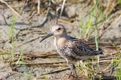 Alpenstrandläufer (Calidris alpina)