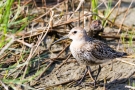 Alpenstrandläufer (Calidris alpina)