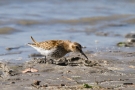 Alpenstrandläufer (Calidris alpina)