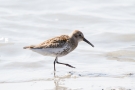 Alpenstrandläufer (Calidris alpina)