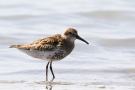 Alpenstrandläufer (Calidris alpina)