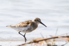 Alpenstrandläufer (Calidris alpina)