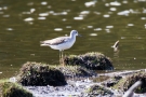 Grünschenkel (Tringa nebularia)