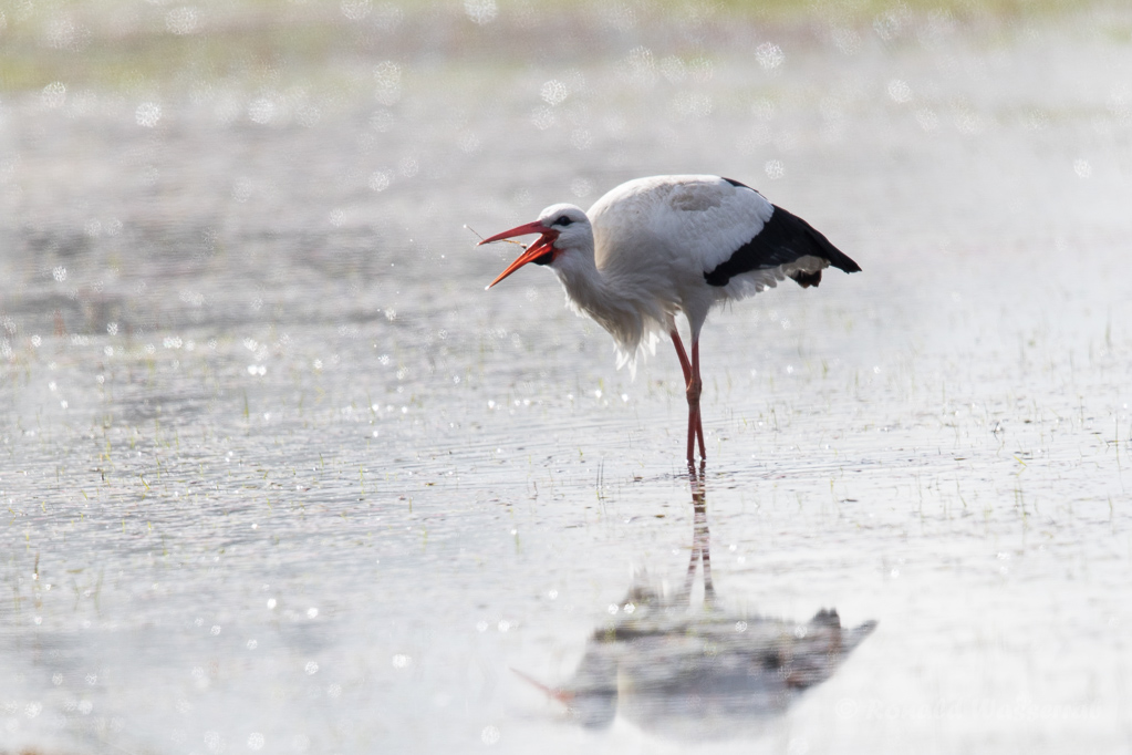 Weißstorch (Ciconia ciconia)