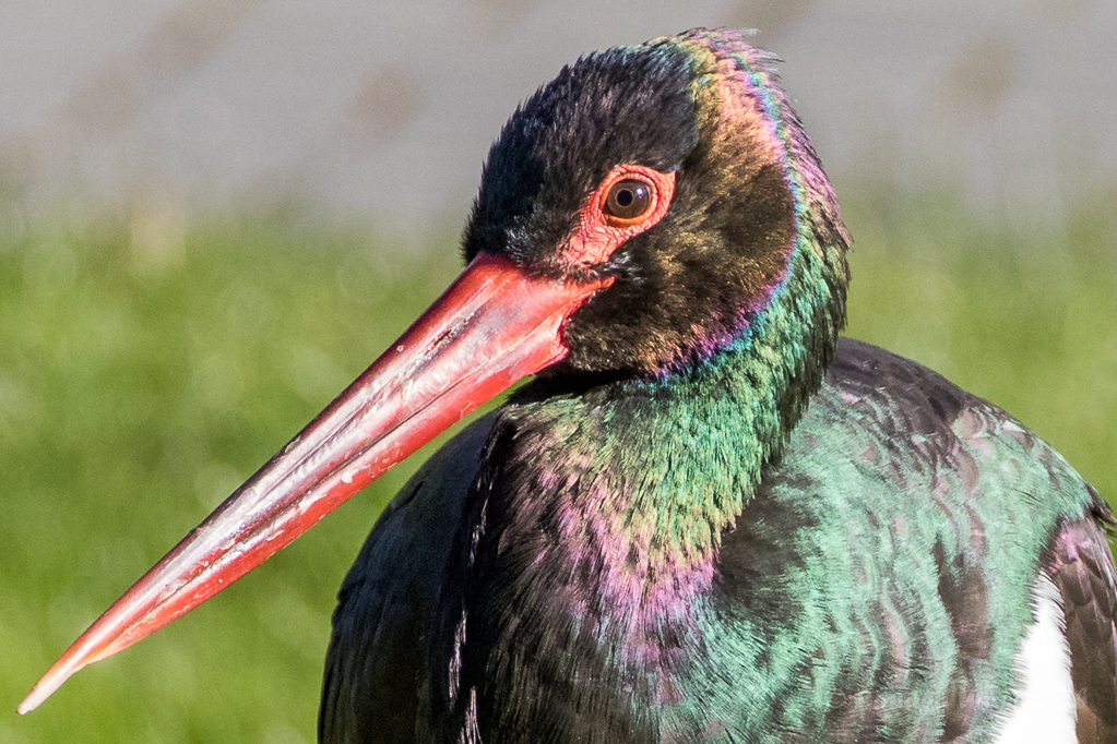 Schwarzstorch (Ciconia nigra)