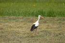 Weißstorch (Ciconia ciconia) bei Moos