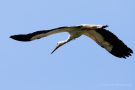 Weißstorch (Ciconia ciconia) über der Fußacher Bucht