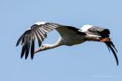 Weißstorch (Ciconia ciconia) über der Fußacher Bucht