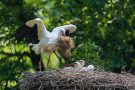 Weiches Nistmaterial für die kleinen Störche (Ciconia ciconia)