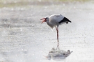 Weißstorch (Ciconia ciconia)