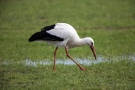 Weißstorch (Ciconia ciconia)