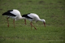 Weißstörche (Ciconia ciconia)