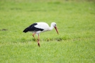 Weißstorch (Ciconia ciconia)