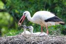 Fütterung der kleinen Störche (Ciconia ciconia)