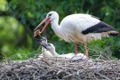 Fütterung der kleinen Störche (Ciconia ciconia)