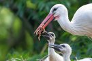 Fütterung der kleinen Störche (Ciconia ciconia)