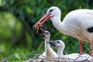 Fütterung der kleinen Störche (Ciconia ciconia)