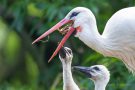 Fütterung der kleinen Störche (Ciconia ciconia)