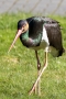 Schwarzstorch (Ciconia nigra)