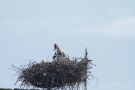 Weißstorch (Ciconia ciconia) - Der Würgeknollen