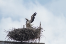 Weißstorch (Ciconia ciconia) - Flug-Trockenübung
