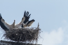 Weißstorch (Ciconia ciconia) - Ankunft und Begrüßung des Papas