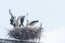 Weißstorch (Ciconia ciconia) - Ankunft und Begrüßung des Papas