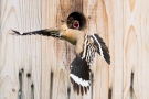 Fütterung im Flug